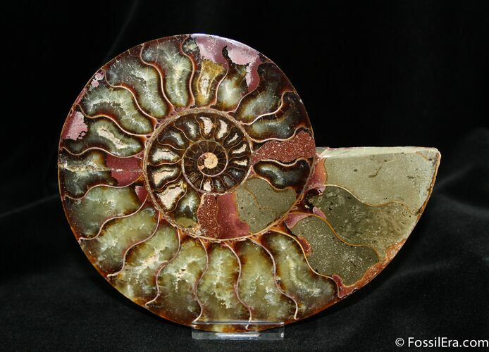 Beautiful Half Polished Ammonite - Purple Highlights #761